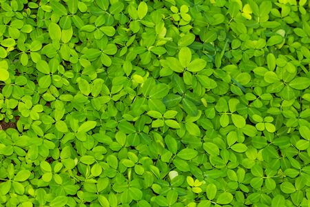 Small leaves 