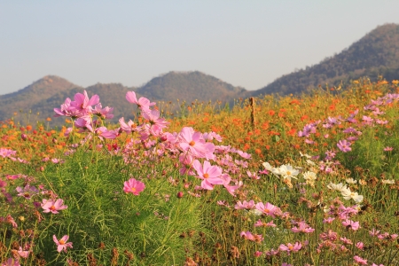 Flowerの写真素材