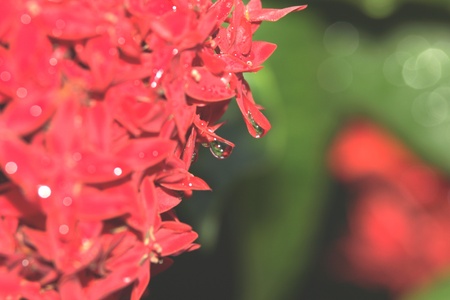 Flowers の写真素材