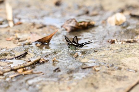 butterflyの写真素材