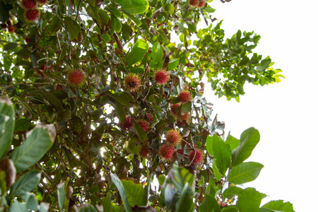 rambutan