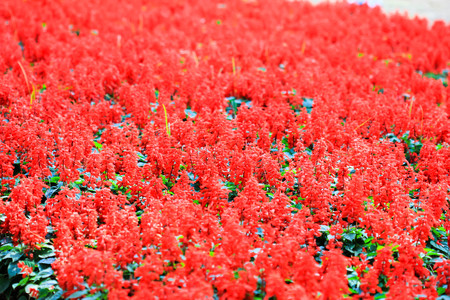 bloom flowerの写真素材