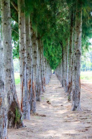 Rows of treeの写真素材