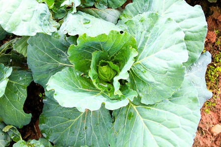 cabbage fieldの写真素材