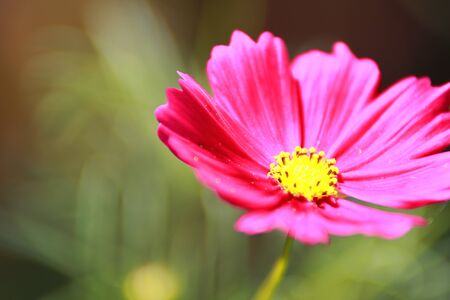 Starburst flowersのeditorial素材