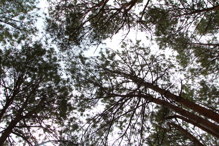 Mountain forestのeditorial素材