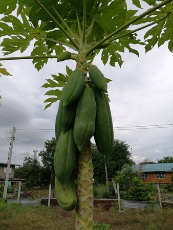 papayaの写真素材