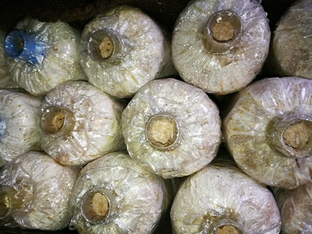 Mushroomの写真素材