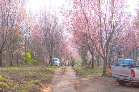 Pink flowers Sakura Thailand.のeditorial素材