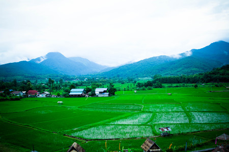 House in rice fieldの写真素材