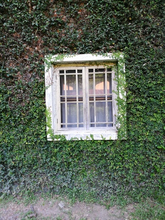 Buildings covered with plants