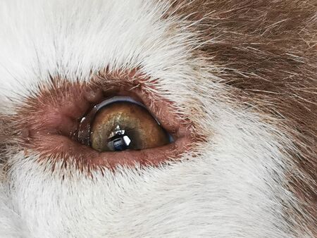 Brown siberian husky dog eyesの写真素材