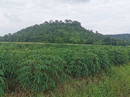 Cassava plantationの写真素材