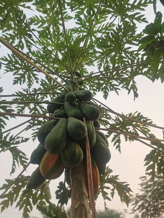 Many papaya on the treeの写真素材