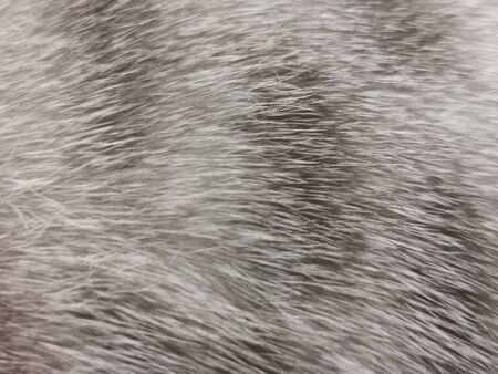 Cat fur