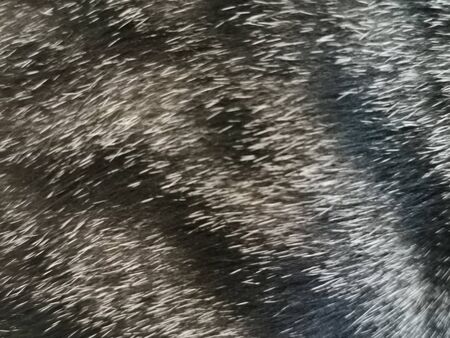 Cat fur