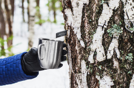 The extraction of birch SAP. mug in female hand, attached to a birch tree to collect birch SAP