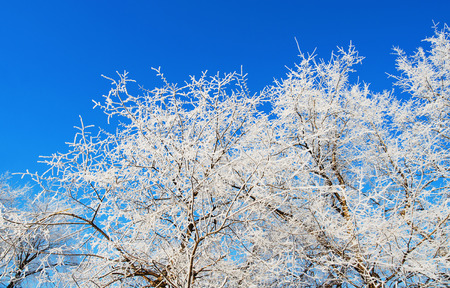 Tree branches covered with hoarfrost on blue sky backgroundのeditorial素材