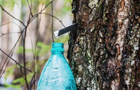 The collection of birch SAP. A drop of birch SAP drops in an empty containerの写真素材
