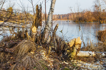 The remains of the trees that the beavers piled up on the shore of the lakeの写真素材