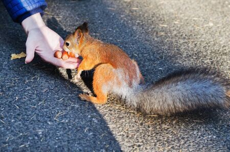 Squirrel eats nuts from a woman's palm
