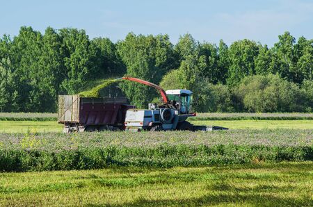 Harvesting forage crops with a harvester with the load in the truck