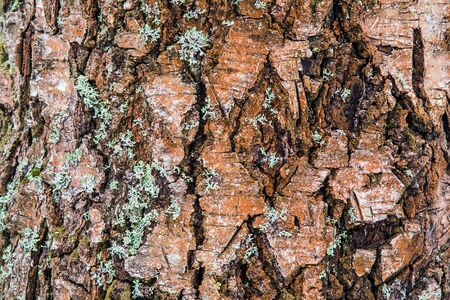The unusual and beautiful natural backdrop. Tree bark birch