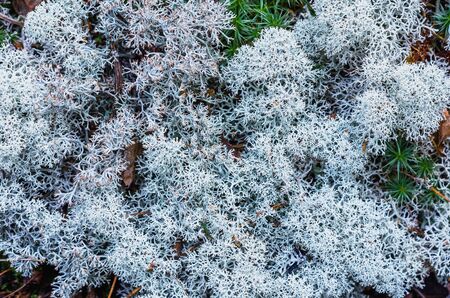 Moss yagel in the autumn forest. Close upの写真素材