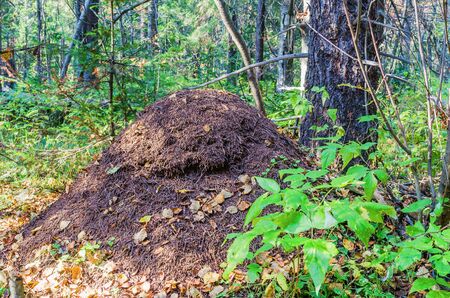 A large ant hill near a tree in the autumn forestの写真素材