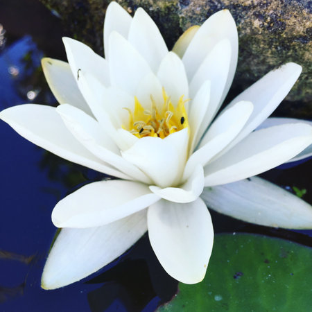 White water lily in the pond with green leafs in the backgroundの写真素材