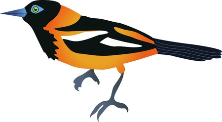 Bird of Paradiseのイラスト素材