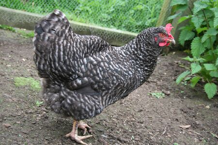 Black Chickenの写真素材