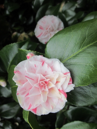 Camellia Japonicaの写真素材
