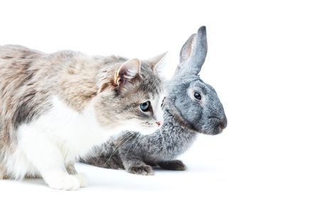 portrait of cat with rabbit on white with small shadowsの写真素材