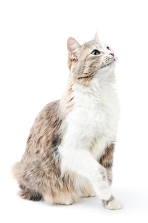 playful cat isolated on whiteの写真素材