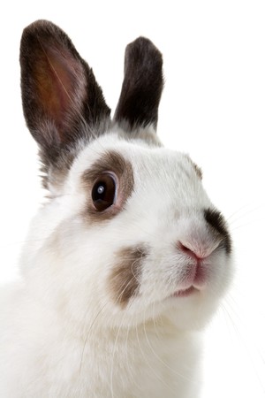 white rabbit isolated on white