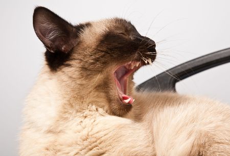 Siamese catの写真素材