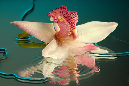 Wet orchid on a mirrorの写真素材