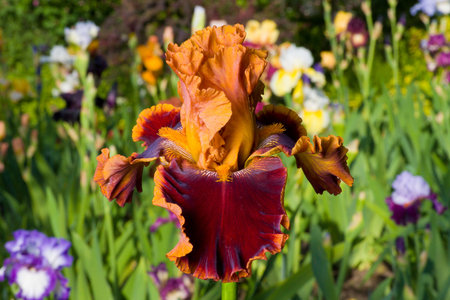 Red iris on garden background