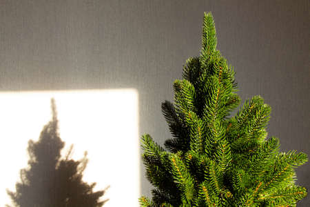 Live green Christmas tree in the bright sun. The shadow of a not decorated Christmas tree on the wall. Beautiful shadow on the background. Holiday card. Copy space for text.の写真素材
