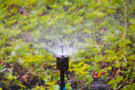 Watering the garden. Water splashes scatter in all directions around watering green plants on a hot sunny day. Water waters dried grass and bushes. Nature. Close-upの写真素材