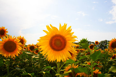 Sunflower in a sunflower field against a blue sky. Large yellow sunflower flower with green leaves on the trunk under the bright sun. Beautiful Natural Wallpaper. Summer nature.の写真素材