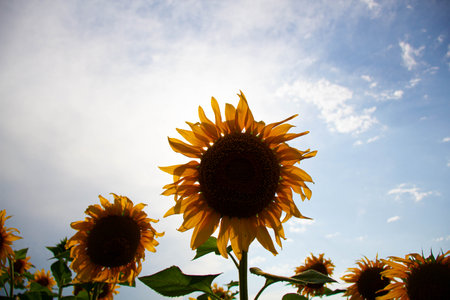 Sunflower in a sunflower field against the backdrop of the sun. Yellow black sunflower flower with green leaves in a natural environment in the rays of the bright sun.の写真素材