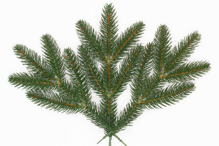Christmas tree branch on white background. Isolated. New Year Fir branch. Christmas decoration. Design element Spruce for Holiday posters, wallpapers, postcards. Festive attributesの写真素材