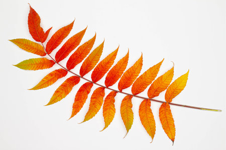 Branch with beautiful autumn leaves. Isolated. Red and yellow fallen autumn leaves isolated on a white background. Multicolored withered leaves. Seasonal nature. Natural season.の写真素材