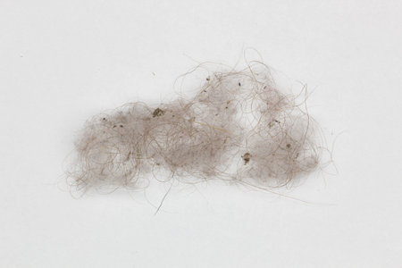 Dust on a white background. Isolated. Dust, hair and other household debris. A pile of rubbish. Food...