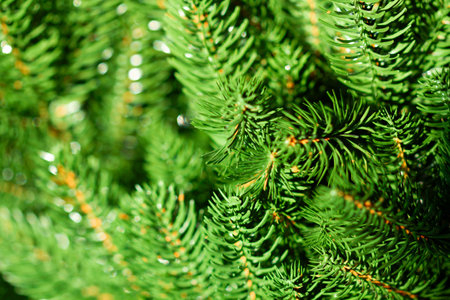 Green Christmas tree. Beautiful Christmas background. Lush green spruce with beautiful long needles. New Year background. Close-up. Natural nature. Holiday event. Abstract beauty.の写真素材