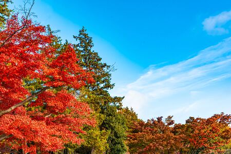 Autumn leaves