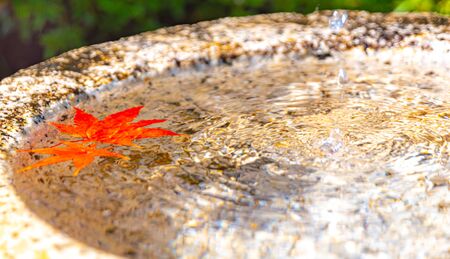 Maples on the surface of the waterの写真素材