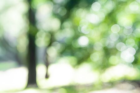 Forest imageの写真素材